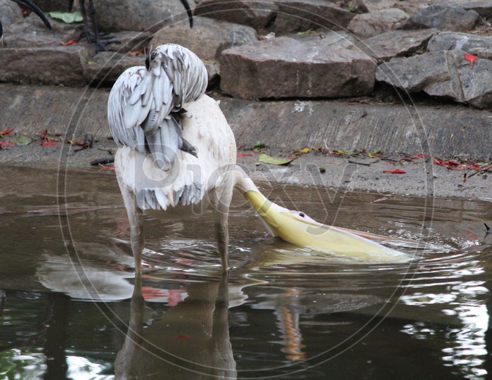 Thirsty Pelican