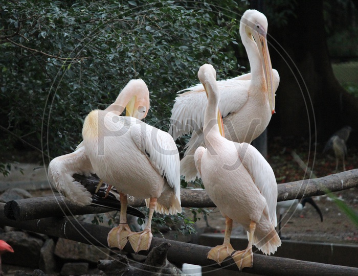 The Grooming Pelicans