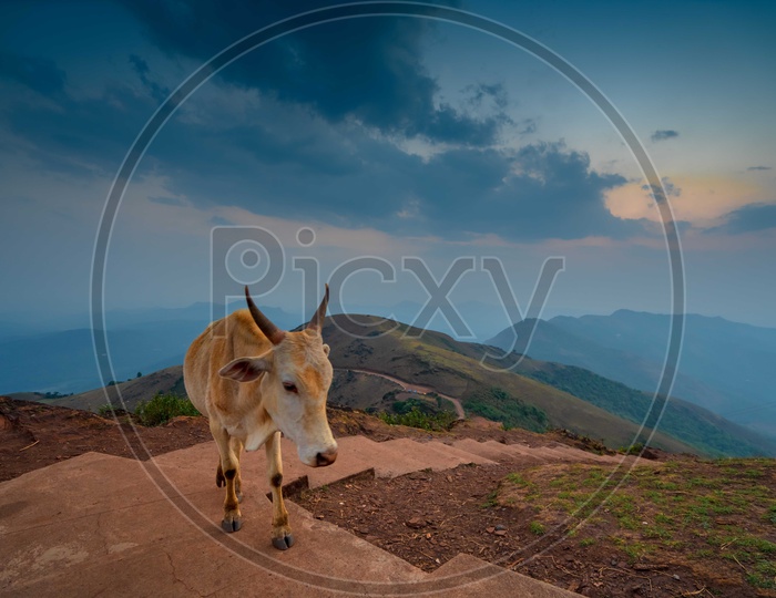 Travel Life/ a cow on a hill at chikmaglur