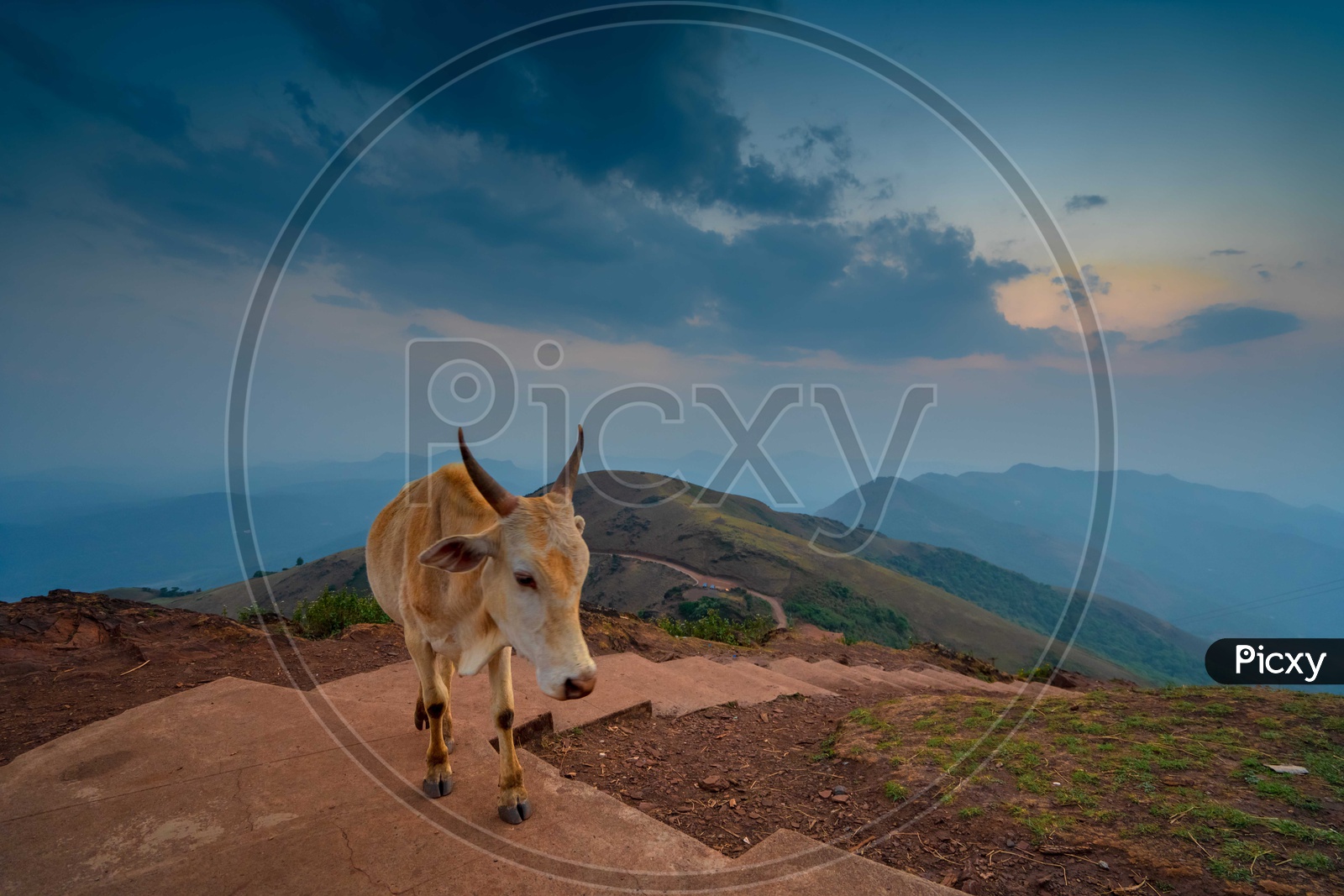 Travel Life/ a cow on a hill at chikmaglur