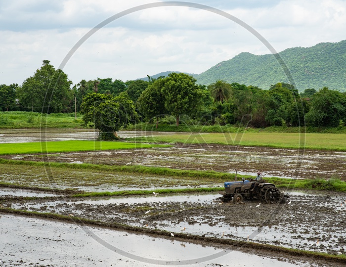 A farmer plowing/ploughing in a field/crop with a Tractor for Planting Paddy Saplings