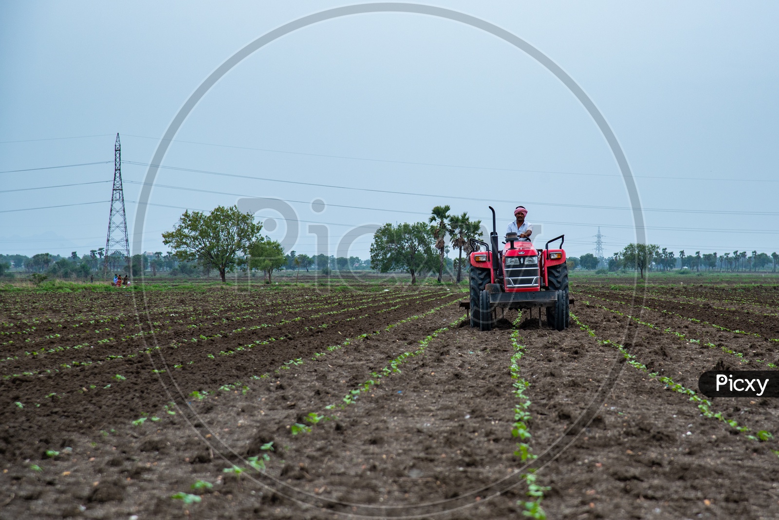 A farmer plowing/ploughing in a cotton field/crop with a Tractor