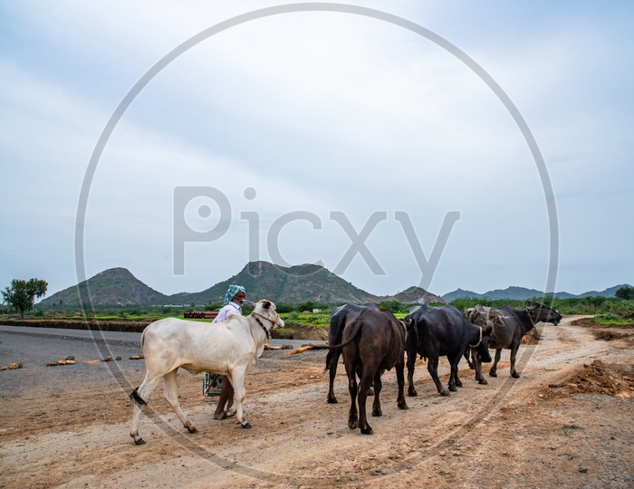 A flock of buffaloes passing on the newly laying roads of Capital Amaravati near Anantavaram