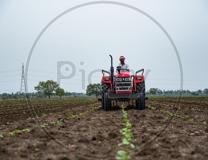 A farmer plowing/ploughing in a cotton field/crop with a Tractor