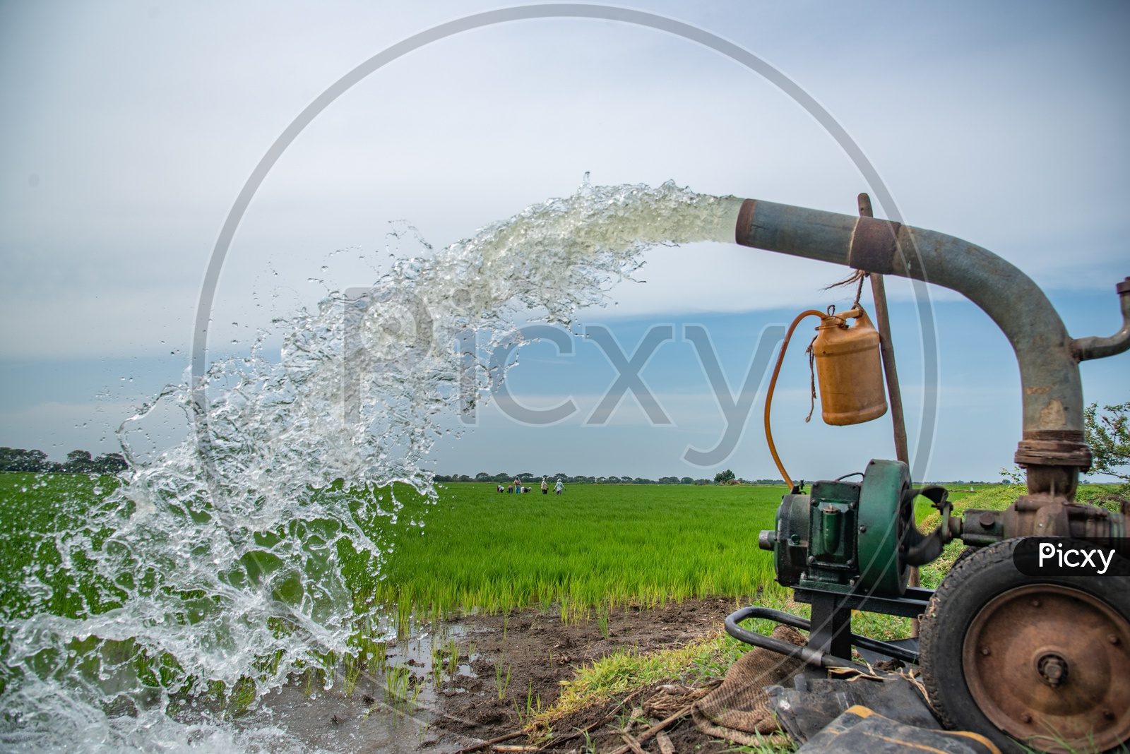water ebing pumped into paddy fields using diesel water pump engines