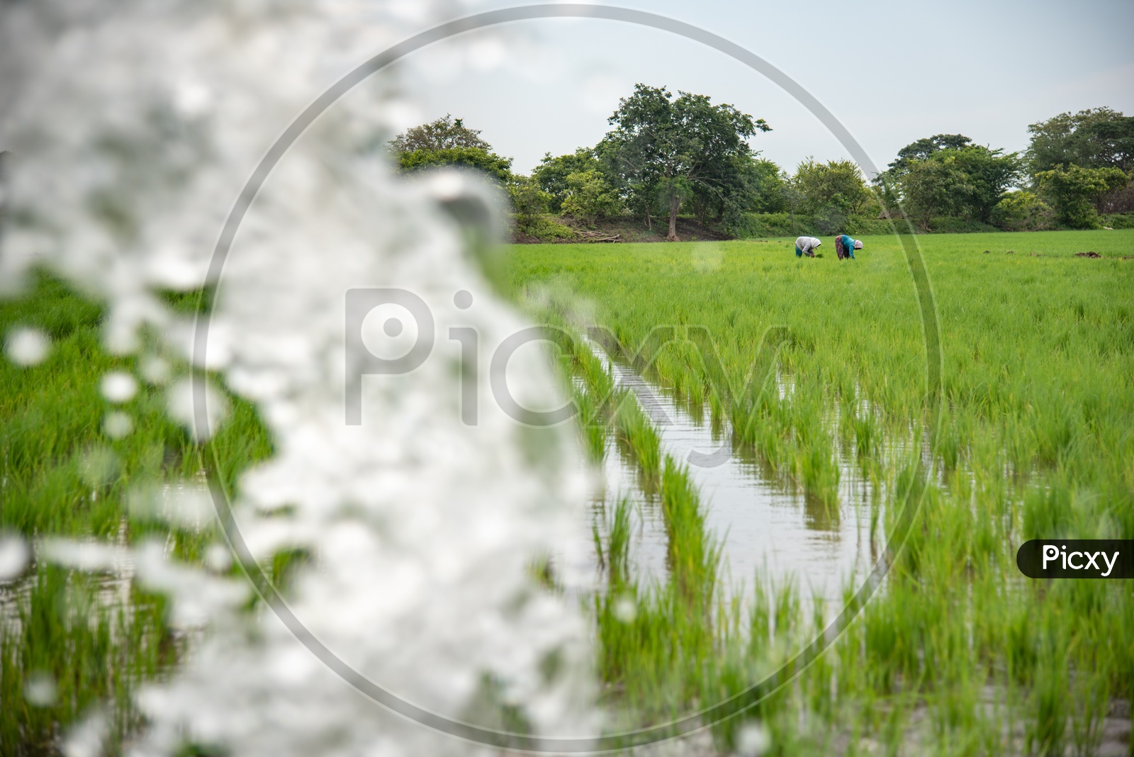 working woman in paddy fields