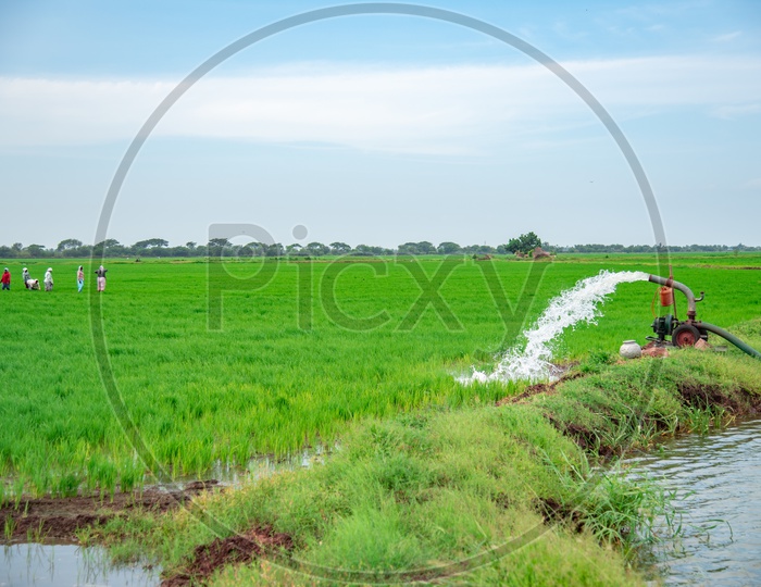 water ebing pumped into paddy fields using diesel water pump engines