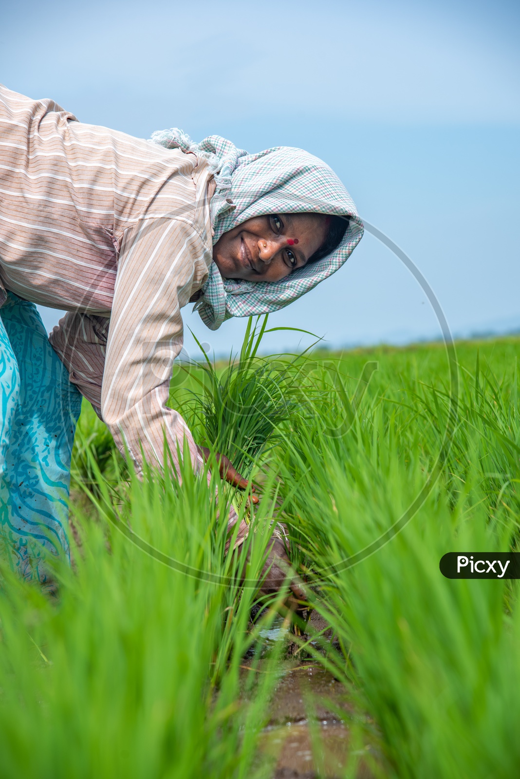 working  farmer women in paddy fields