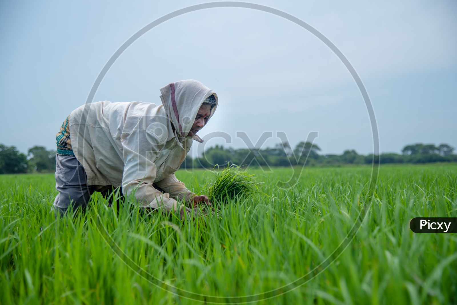 working woman in paddy fields
