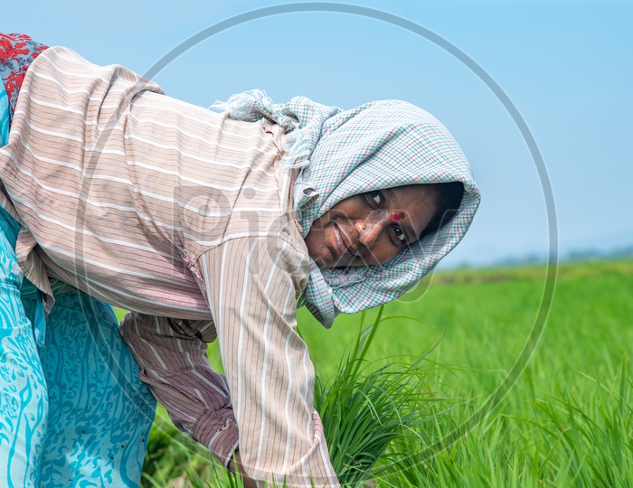 working  farmer women in paddy fields