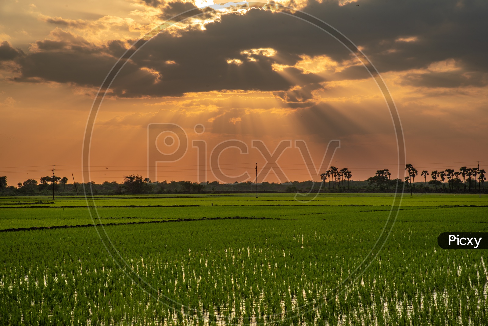 Sunset over a paddy field
