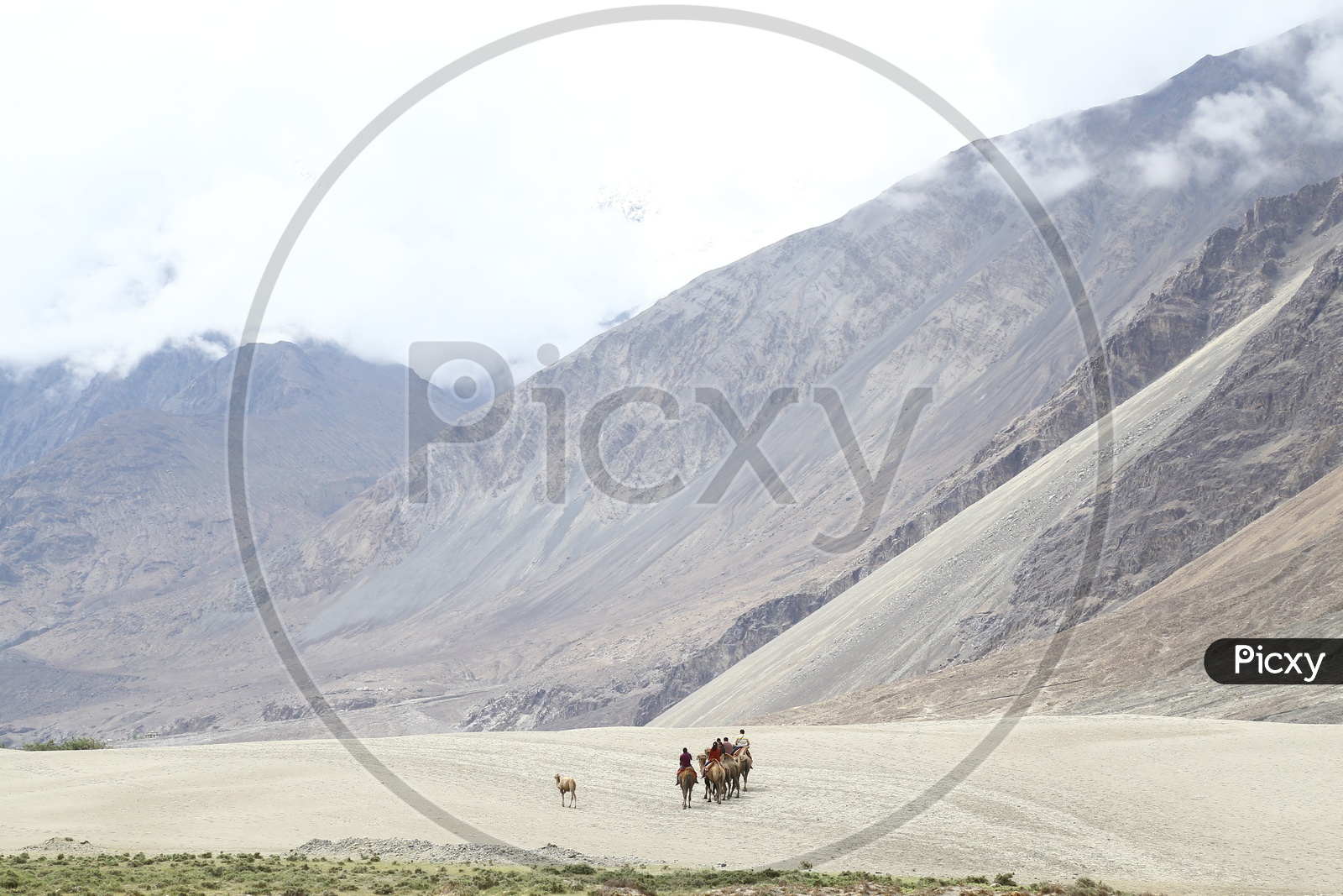 Bactrian camels in Sand Dunes, Nubra Valley