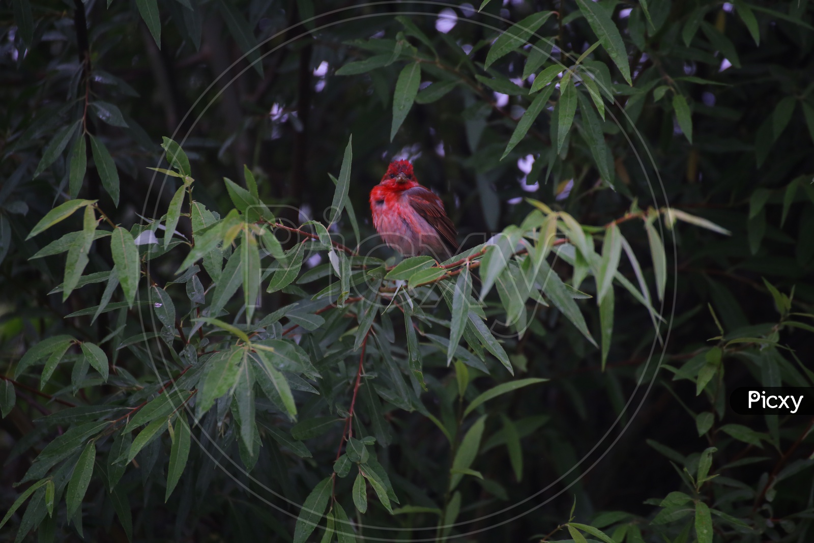 Red Bird, Diskit Monastery