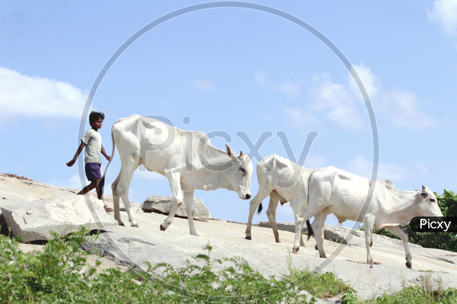 village boy herding cattle