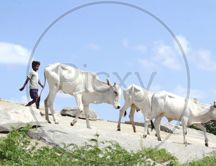 village boy herding cattle