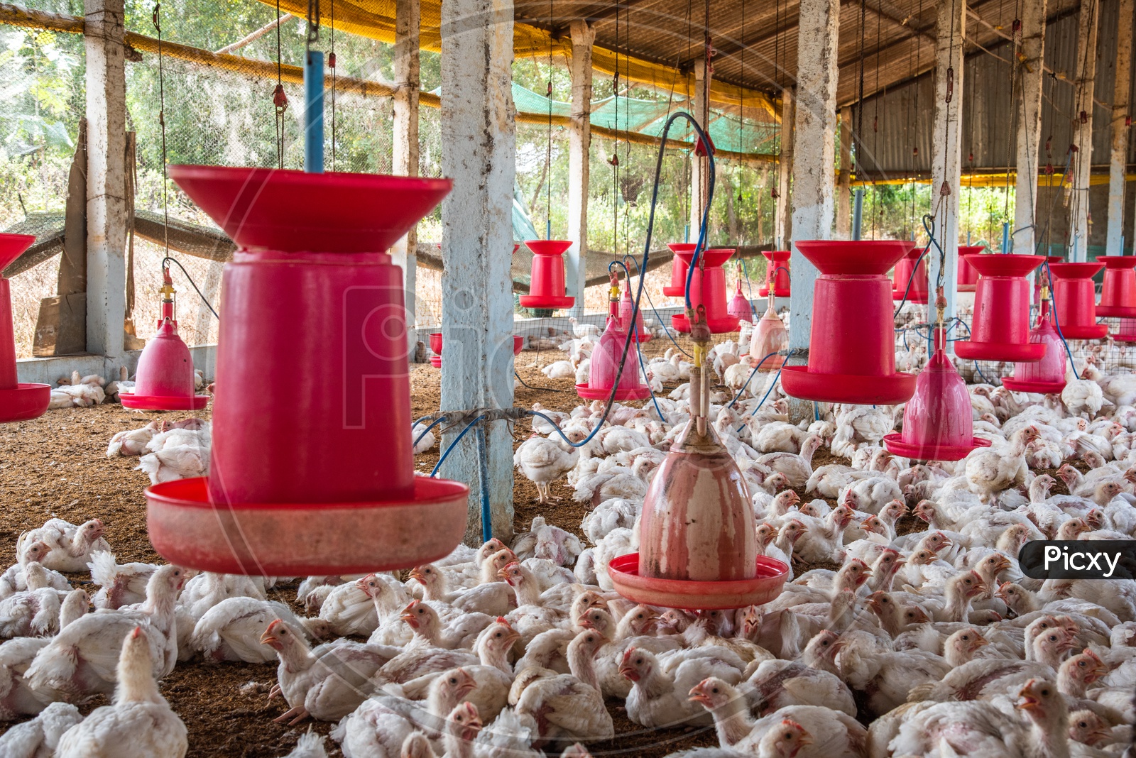 image-of-poultry-industry-for-chicken-hen-meat-and-egg-production-uv457922-picxy