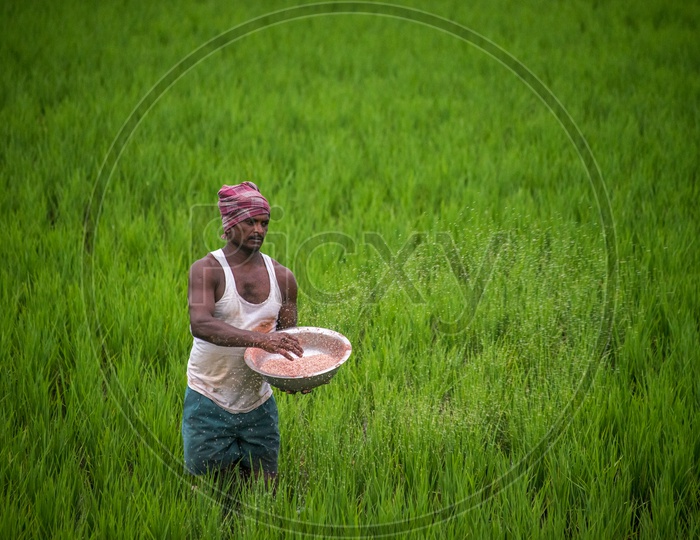 Farmer in paddy fields