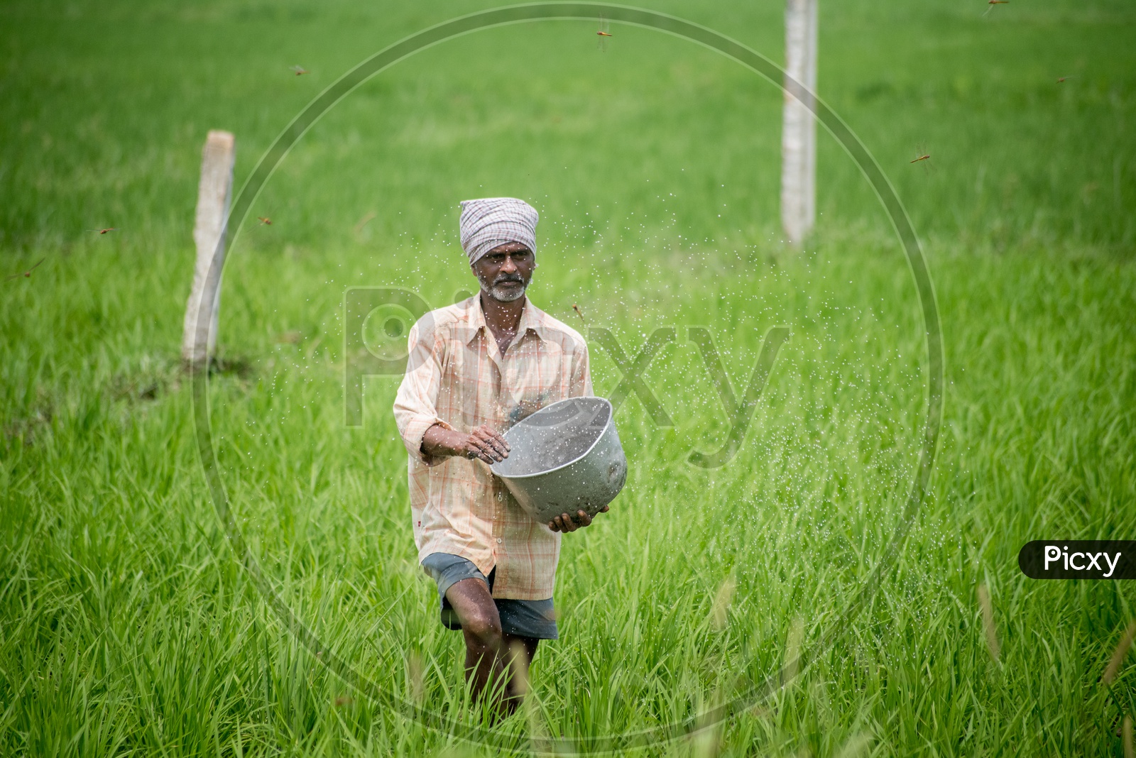 farmer in paddy fields