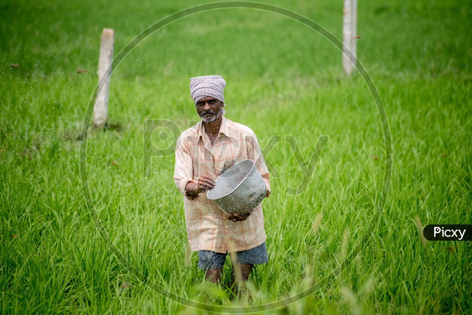 farmer in paddy fields