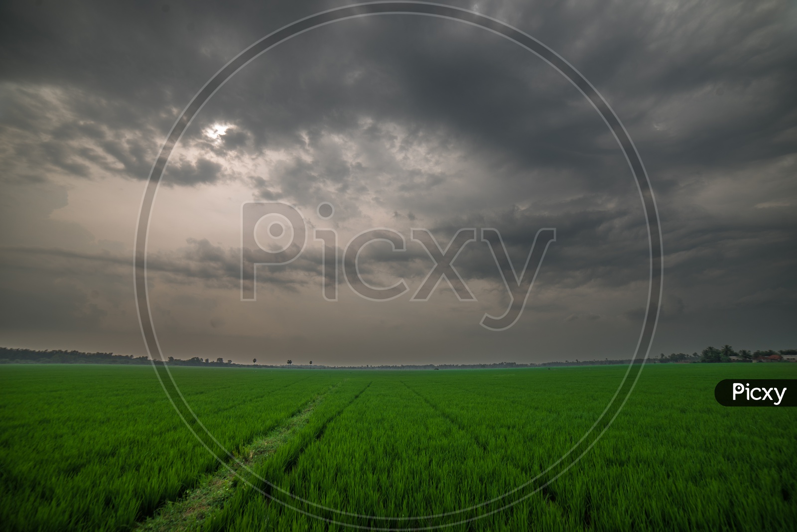 paddy fields