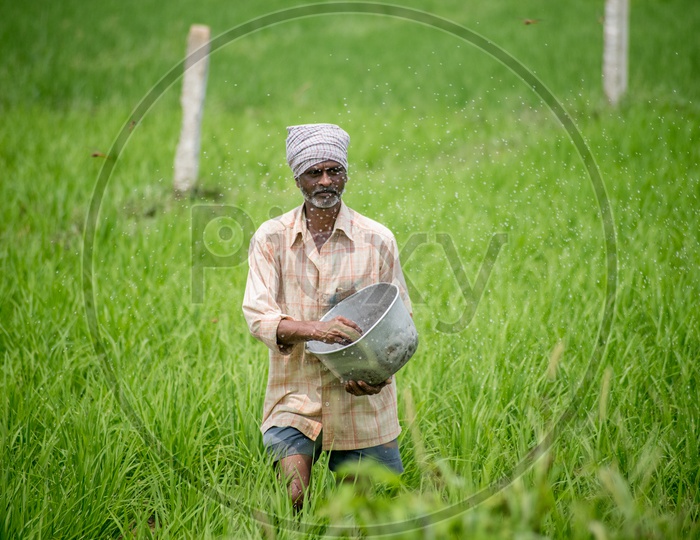 farmer sprinkling fertilizers in paddy fields