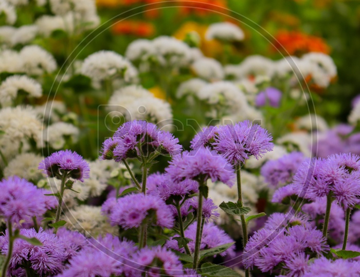 Purple Ageratum Flowers