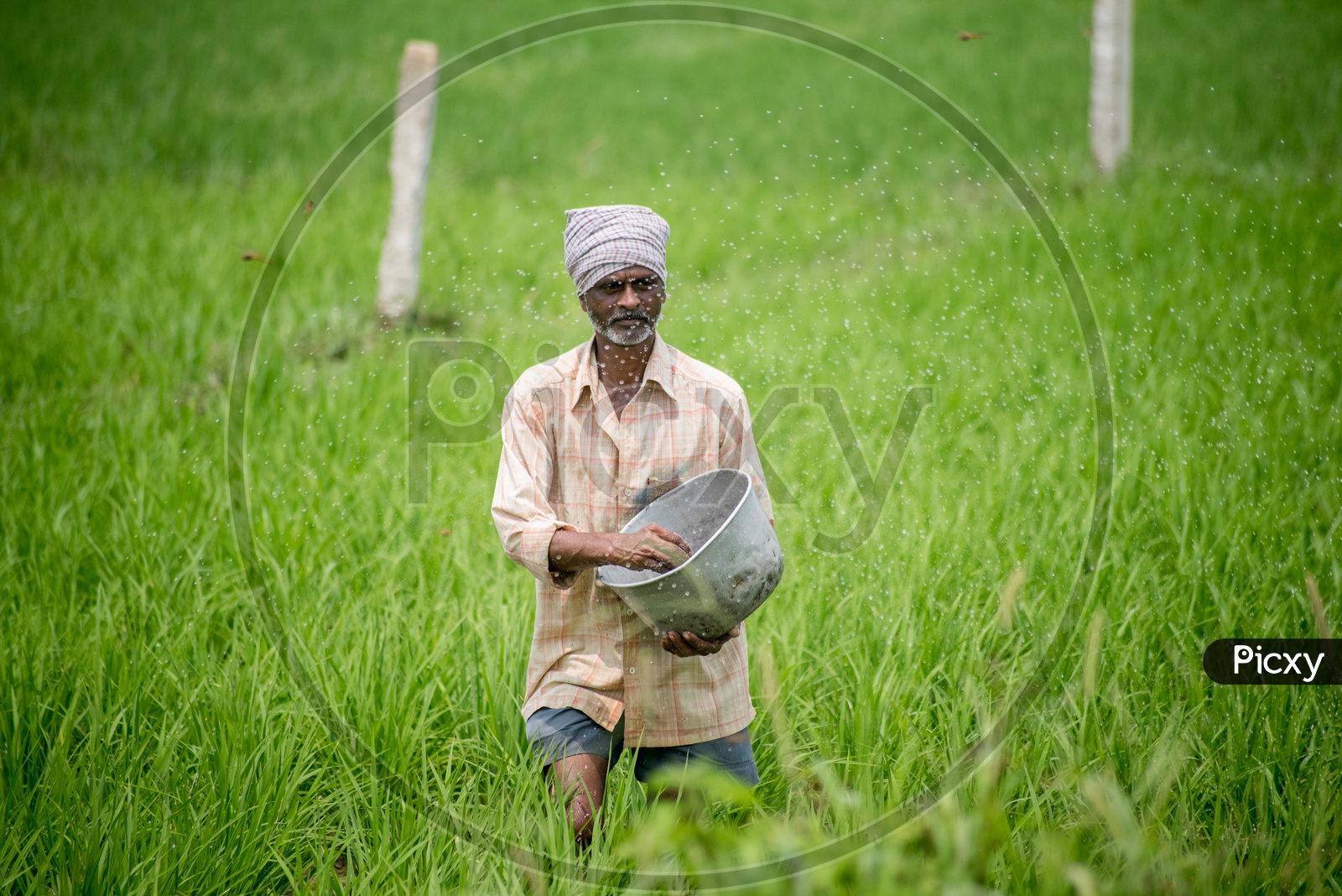 farmer sprinkling fertilizers in paddy fields