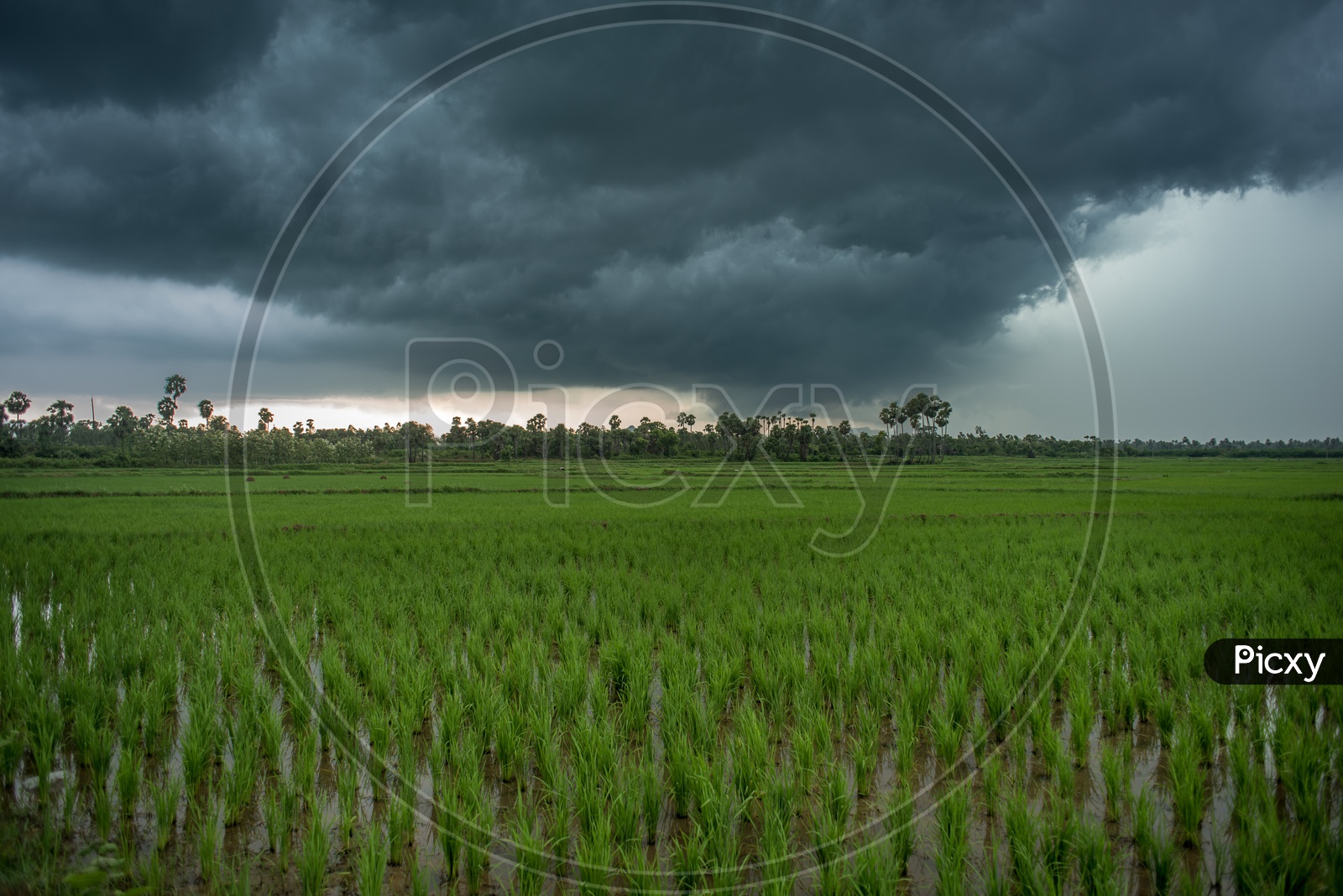 thick clouds around paddy fields