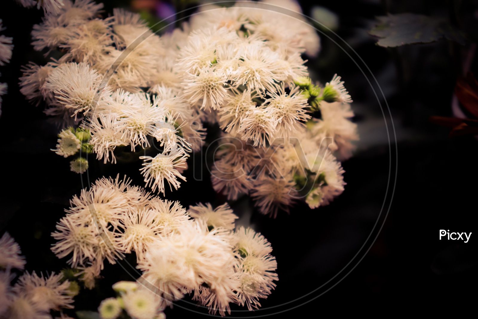 White Ageratum Flowers