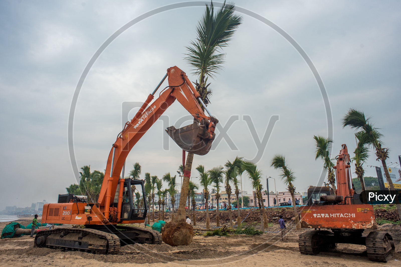 fully grown coconut trees being transplanted to vizag beach road for tourism