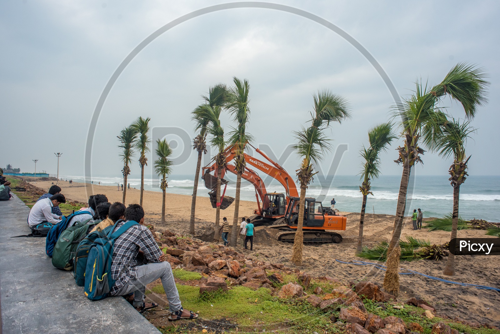 people looking at the transplantation of the coconut trees
