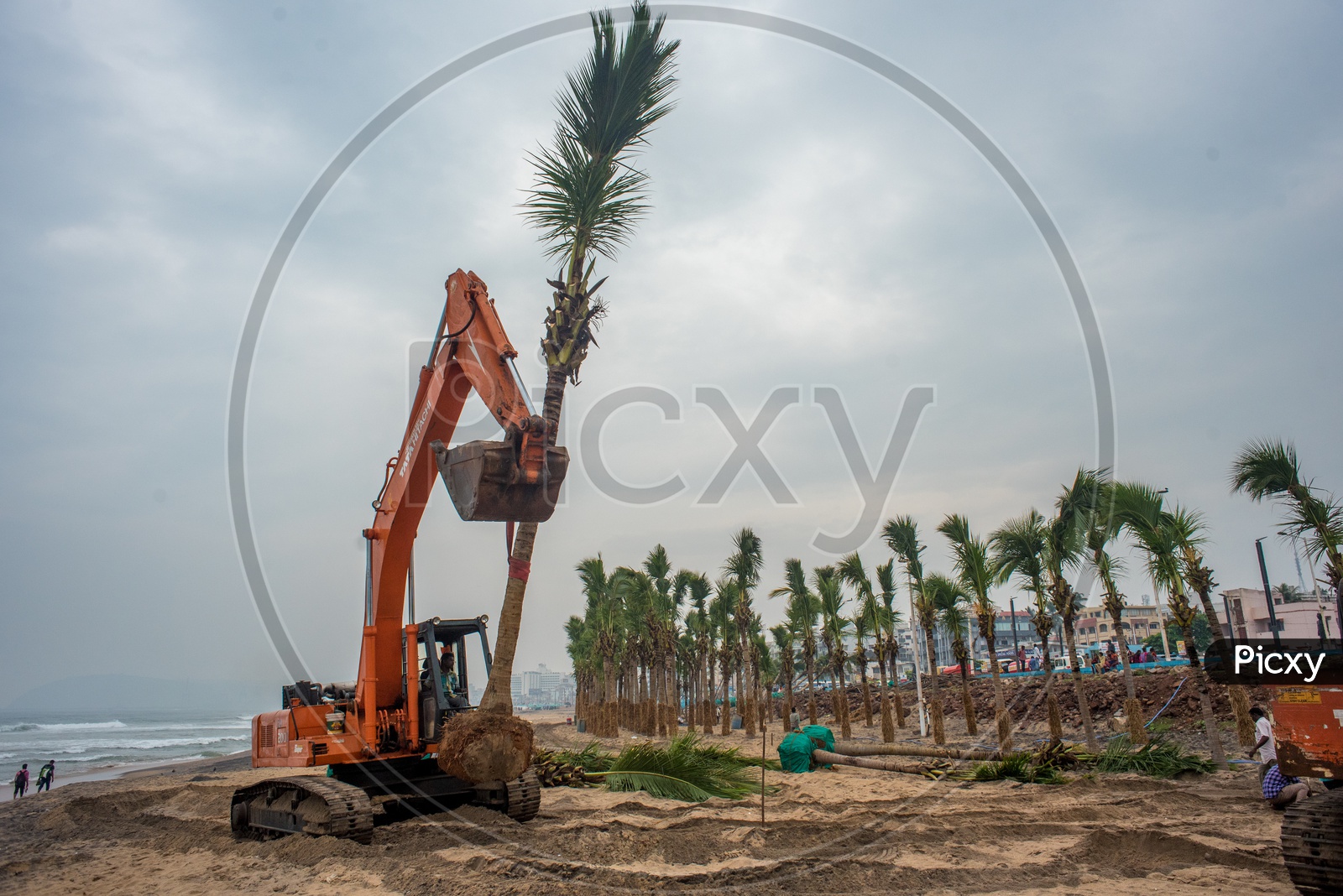 fully grown coconut trees being transplanted to beach road for tourism