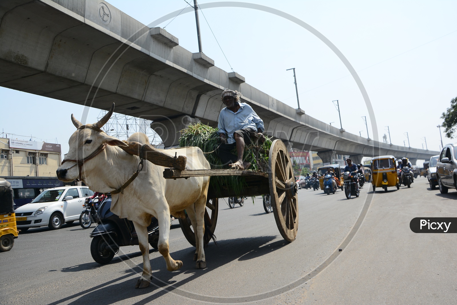 Bullock Cart near Hyderabad Metro
