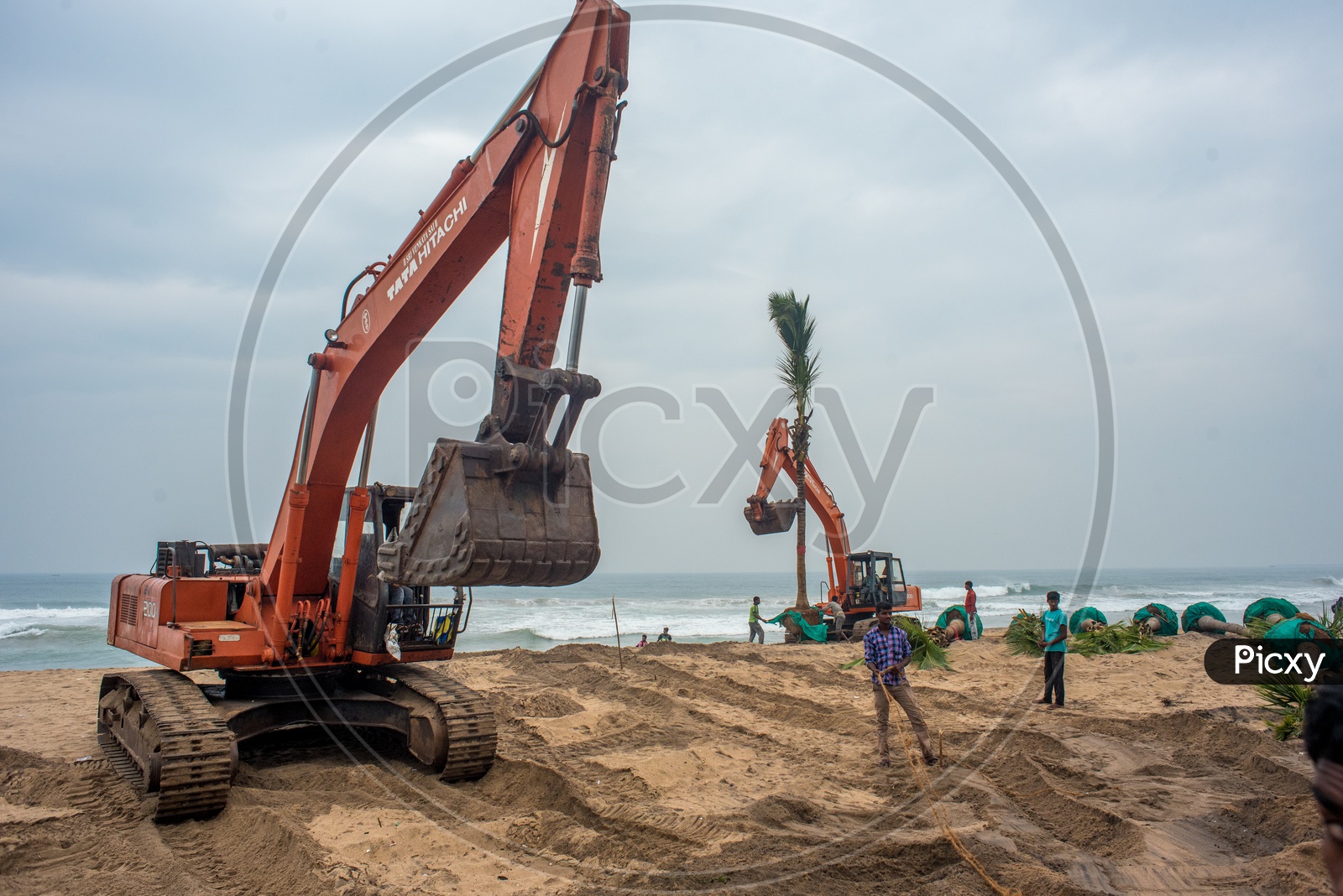 fully grown coconut trees being transplanted to vizag beach road for tourism