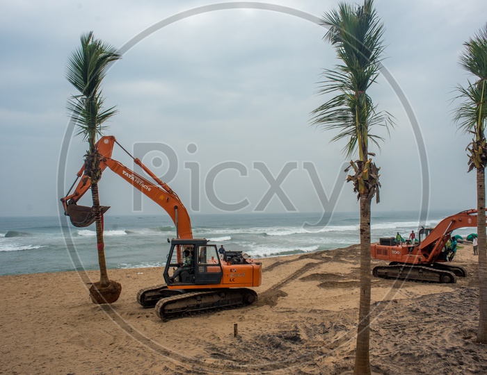 fully grown coconut trees being transplanted to beach road for tourism
