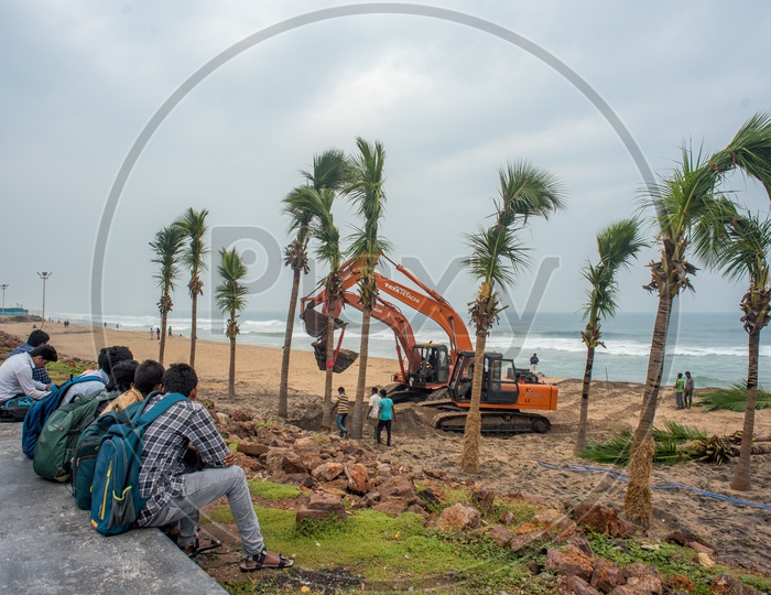 people looking at the transplantation of the coconut trees