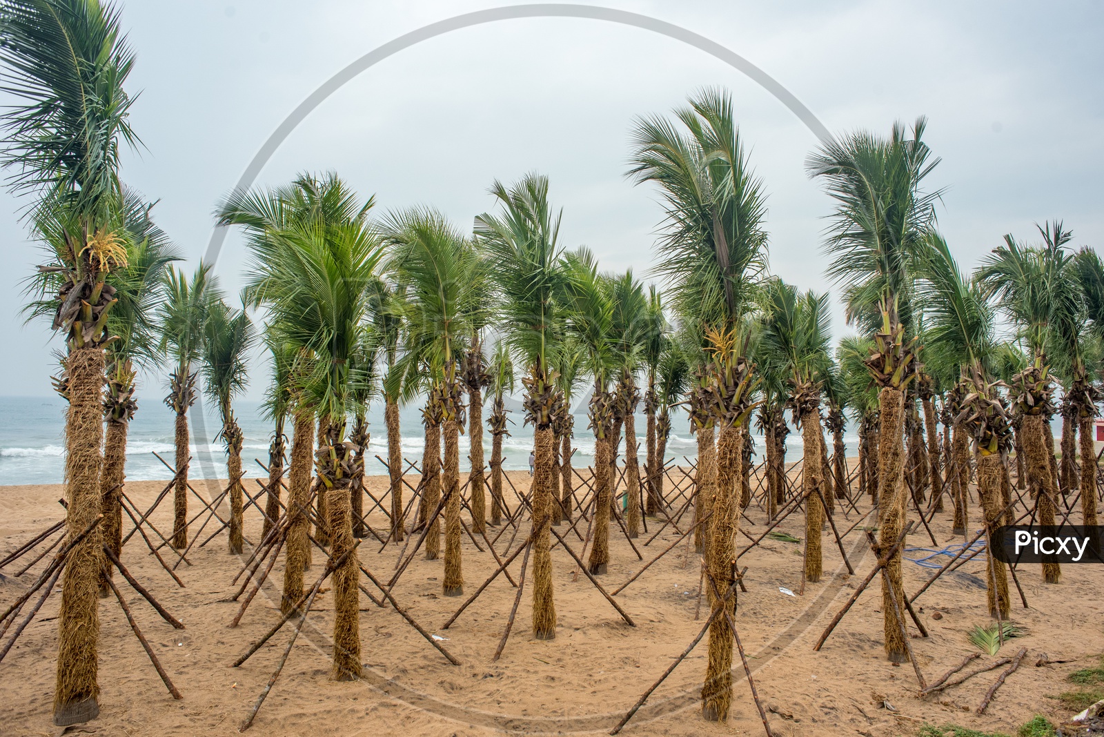 fully grown coconut trees being transplanted to Visakhapatnam beach road for tourism.