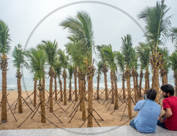 people taking pictures of the transplanted coconut trees in the beach road