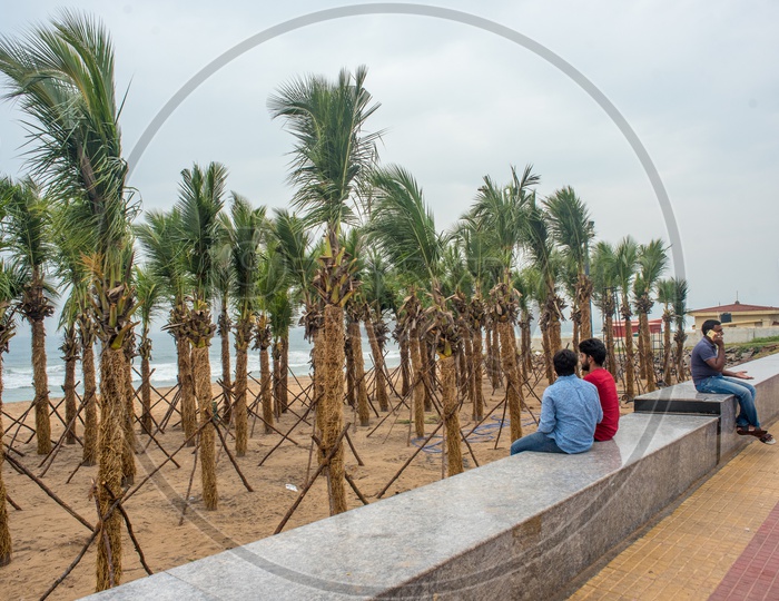 Image of fully grown coconut trees being transplanted to beach road for