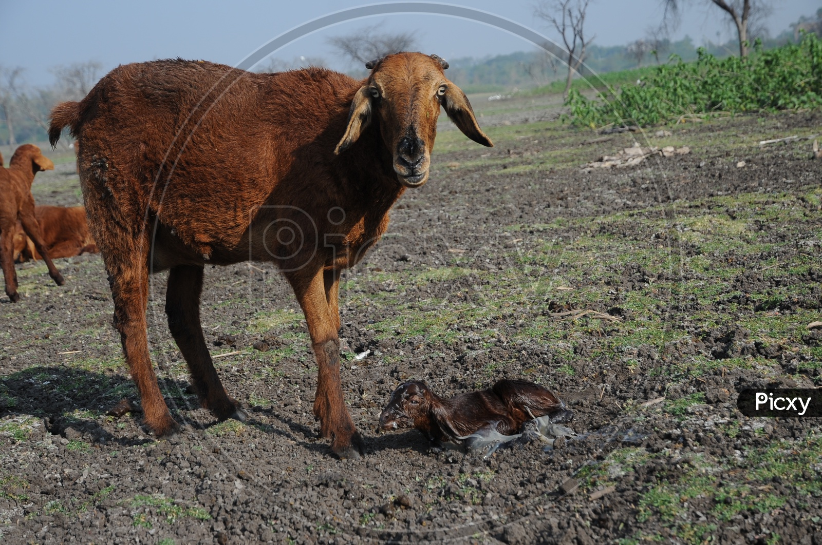 newborn goat