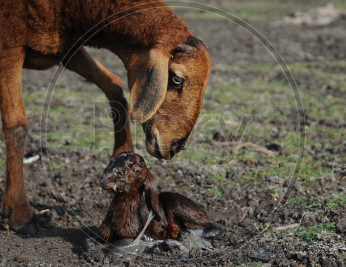 Newborn Goat being licked clean by its Mother