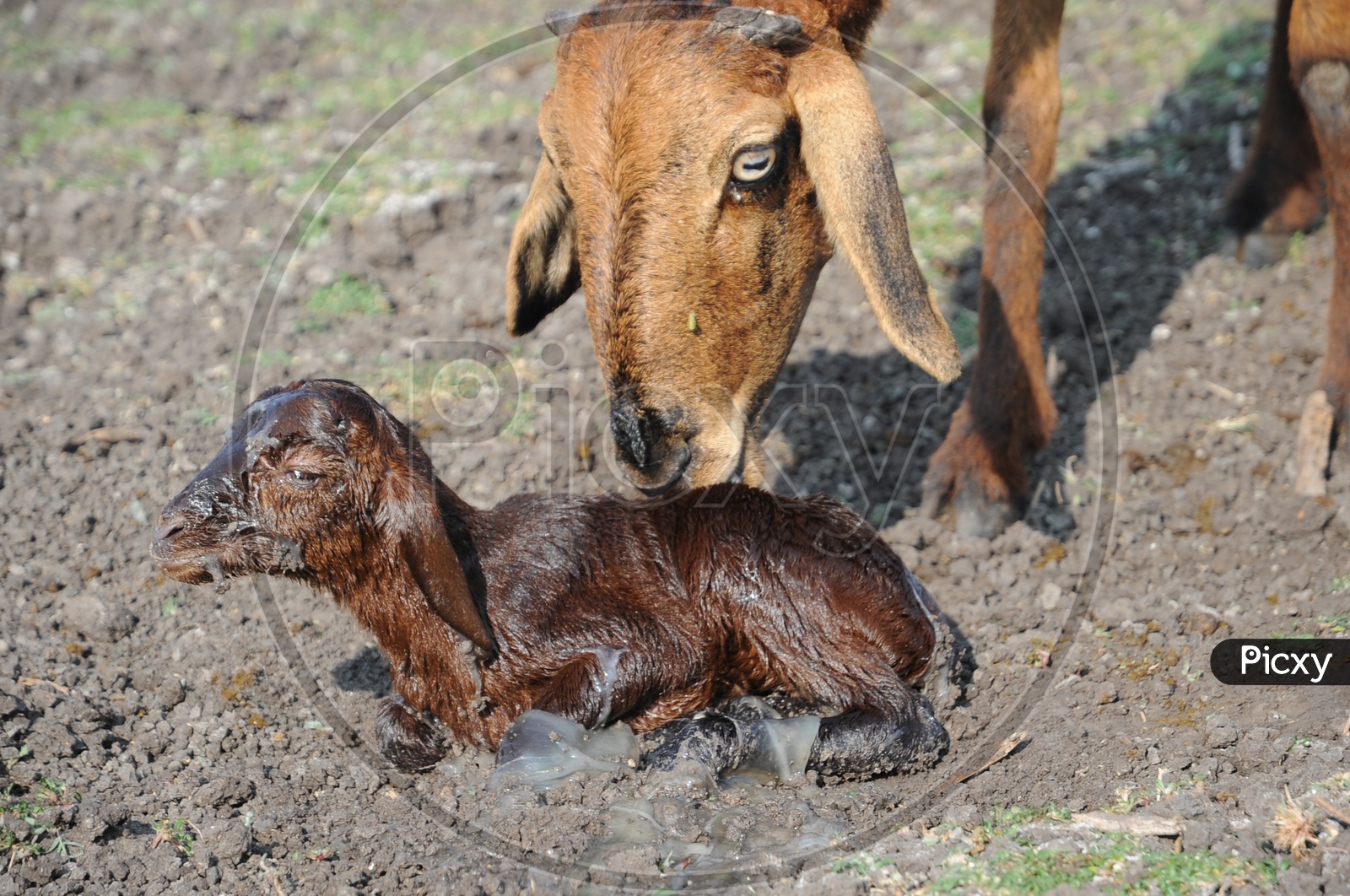 Newborn Goat being licked clean by its Mother