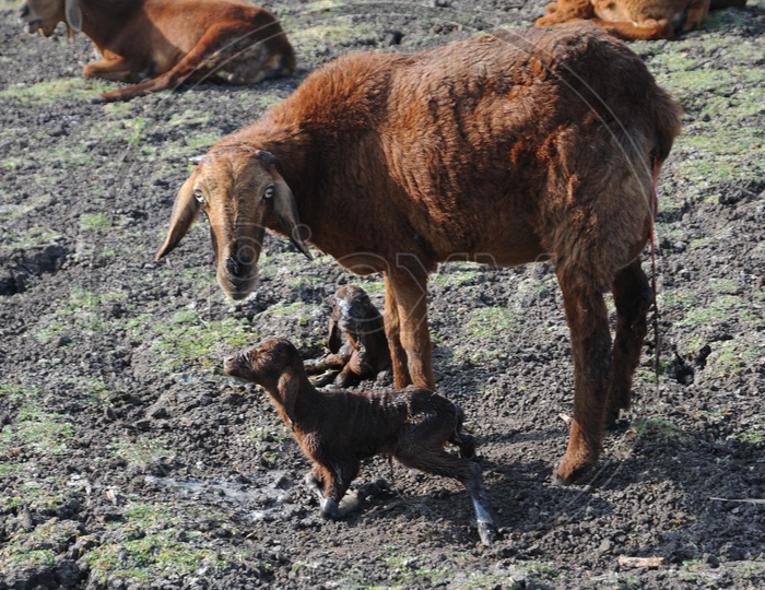 newborn goat