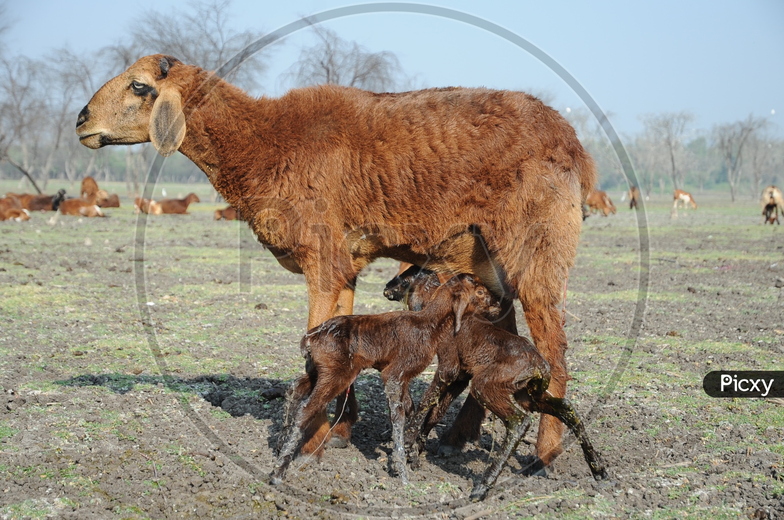 newborn goats