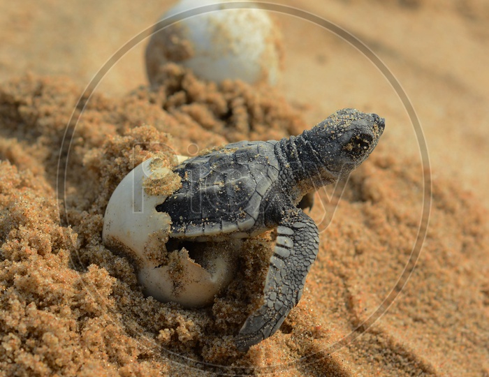 Baby Turtle coming out of Egg