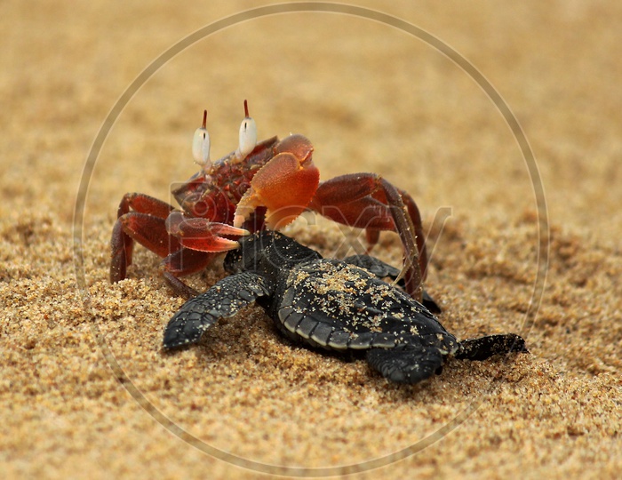 Red Crab eating Baby Turtle