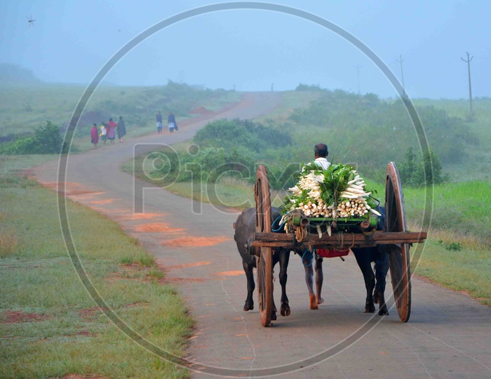 Tribal People Transporting Vegetables on Bullock Cart