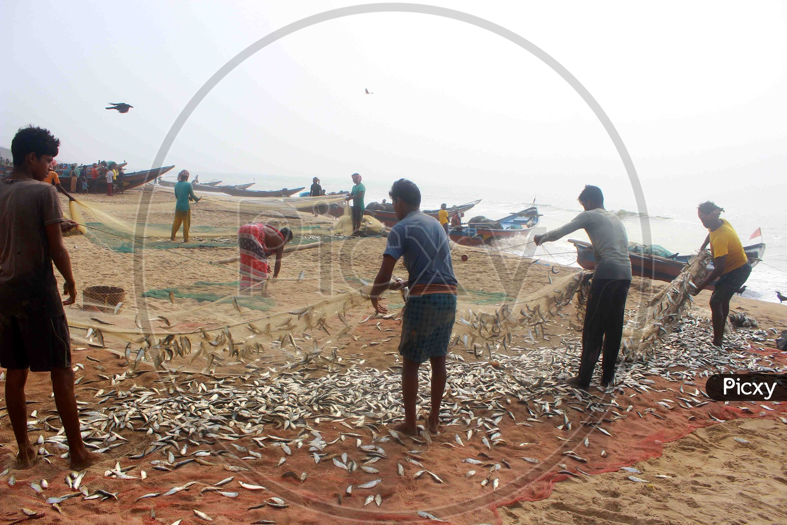 Fishermen spreading out freshly caught fish to dry on blue net in the beach