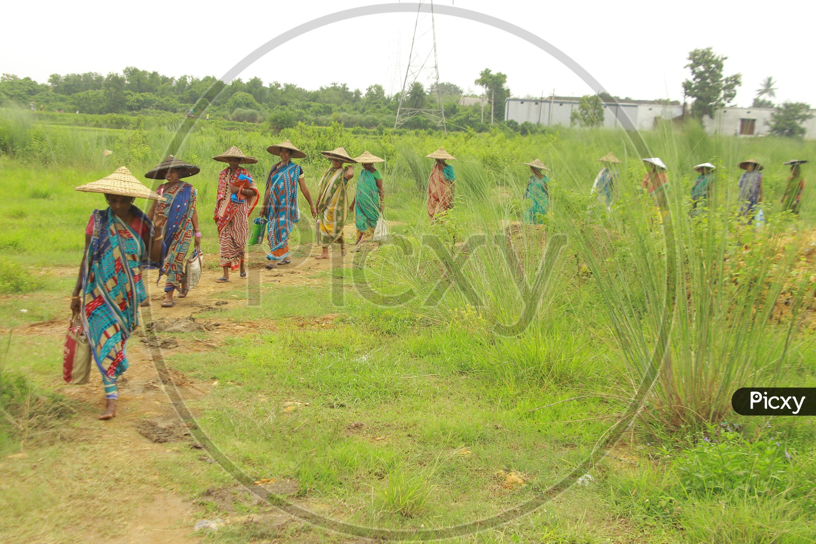 Women wearing Hat walking Fields, Odisha