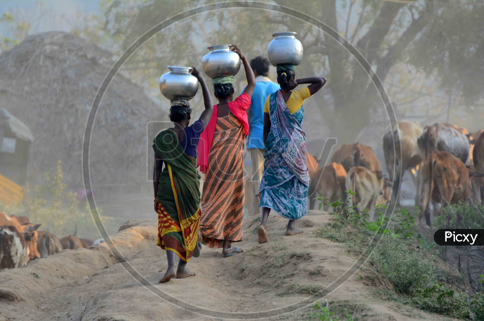 Rural Indian Women Carrying water on their head